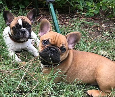 Medium Photo #1 French Bulldog Puppy For Sale in EUSTACE, TX, USA