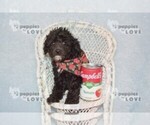 Small #8 Poodle (Toy)