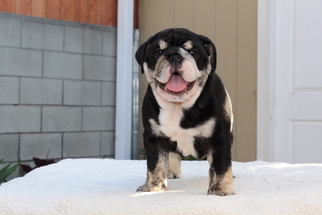 English Bulldog Puppy for sale in CARSON, CA, USA