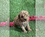 Small #27 Poodle (Toy)