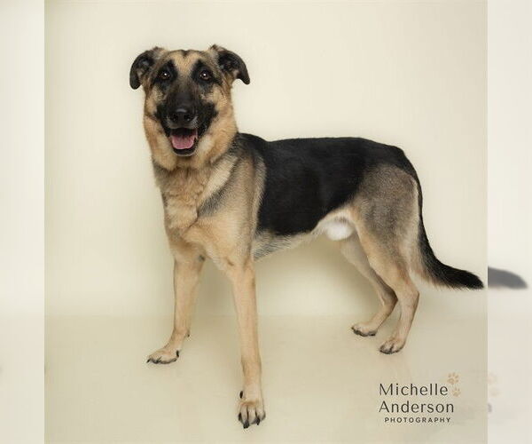 Medium Photo #2 German Shepherd Dog-Unknown Mix Puppy For Sale in Corona, CA, USA