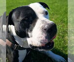 Small #9 American Pit Bull Terrier Mix