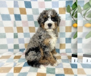 Bernedoodle (Miniature) Puppy for sale in FRANKLIN, IN, USA