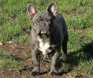 French Bulldog Puppy for sale in SPRINGFIELD, OR, USA