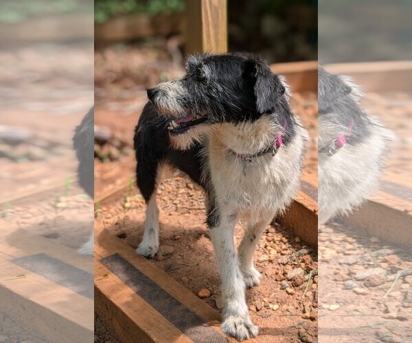 Medium Photo #5 Mutt Puppy For Sale in Greenville, SC, USA
