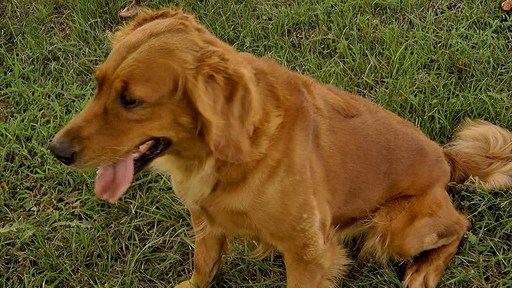Medium Photo #1 Golden Retriever Puppy For Sale in AVA, MO, USA