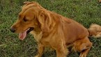 Small Photo #1 Golden Retriever Puppy For Sale in AVA, MO, USA