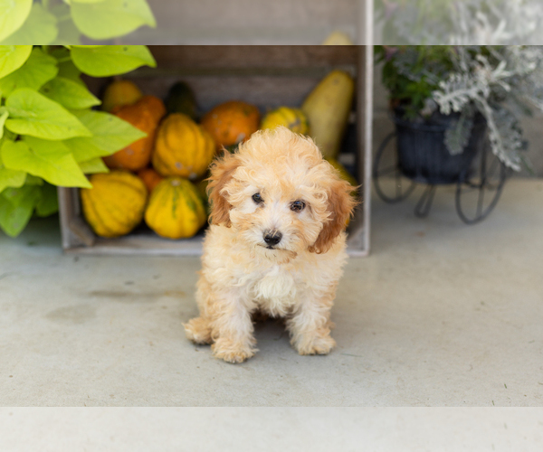 Medium Photo #2 Poodle (Miniature) Puppy For Sale in MILFORD, IN, USA