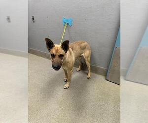 German Shepherd Dog-Unknown Mix Dogs for adoption in Las Vegas, NV, USA