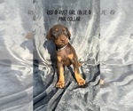 Puppy Blue and pink Doberman Pinscher