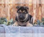 Small #1 German Shepherd Dog