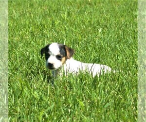 Jack-Rat Terrier Dog for Adoption in FREDONIA, Kentucky USA
