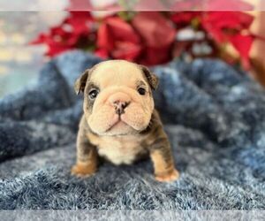 English Bulldog Puppy for sale in OOLOGAH, OK, USA