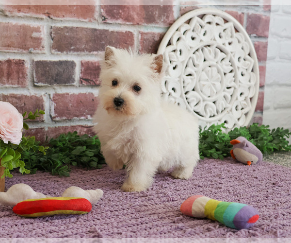 Medium Photo #11 West Highland White Terrier Puppy For Sale in SYRACUSE, IN, USA