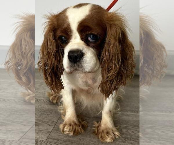 Medium Photo #7 Cavalier King Charles Spaniel Puppy For Sale in Westminster, MD, USA