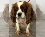 Small #6 Cavalier King Charles Spaniel
