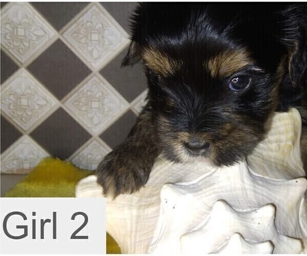 Medium Photo #4 Yorkshire Terrier Puppy For Sale in SAN ANTONIO, TX, USA