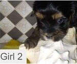 Small Photo #4 Yorkshire Terrier Puppy For Sale in SAN ANTONIO, TX, USA