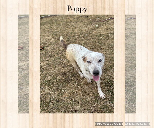 Medium Photo #1 Red Heeler-Unknown Mix Puppy For Sale in Kewanee, IL, USA