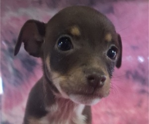 Rat-Cha Puppy for sale in LOST SPRINGS, KS, USA
