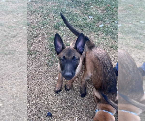 Medium Photo #3 Belgian Malinois Puppy For Sale in WEST HILLS, CA, USA