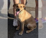 Small #3 Labrador Retriever Mix