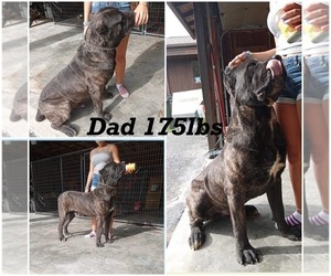 Father of the Cane Corso puppies born on 07/16/2022