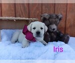 Puppy Iris Labrador Retriever