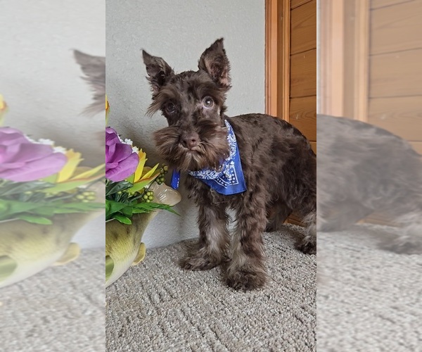 Medium Photo #6 Schnauzer (Miniature) Puppy For Sale in JASONVILLE, IN, USA