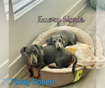 Small #13 Dachshund