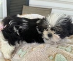 Small #1 Shih Tzu