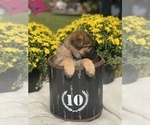 Small Photo #12 German Shepherd Dog Puppy For Sale in ROCKFIELD, KY, USA