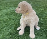 Small Photo #39 Goldendoodle Puppy For Sale in PHOENIX, AZ, USA