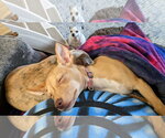 Small Photo #2 Chihuahua-Unknown Mix Puppy For Sale in Westmont, IL, USA
