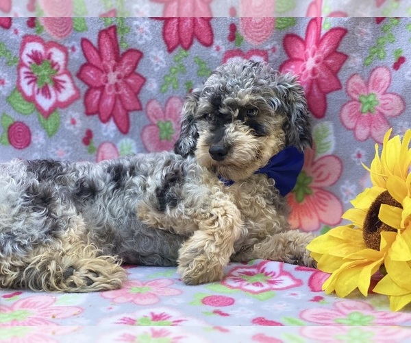 Medium Photo #3 Poodle (Toy) Puppy For Sale in LANCASTER, PA, USA