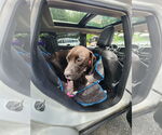 Small #2 American Pit Bull Terrier-Labrador Retriever Mix
