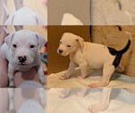 Puppy Teeny Tiny American Bully-Dogo Argentino Mix