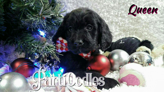 Miniature Labradoodle Puppy for sale in MILLVILLE, MN, USA