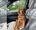 Small #3 Cocker Spaniel Mix