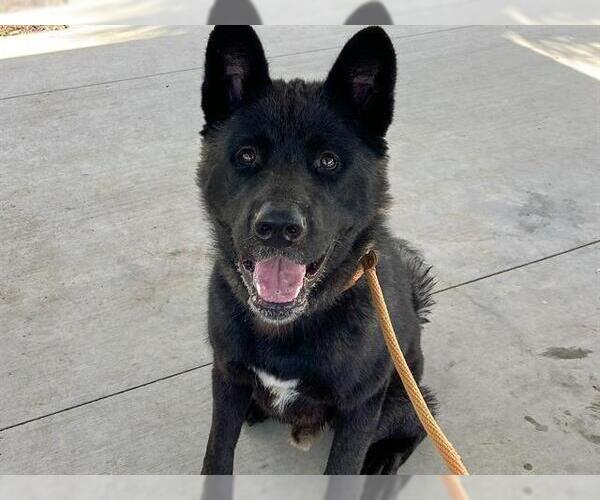 Medium Photo #2 Akita Puppy For Sale in Orange, CA, USA