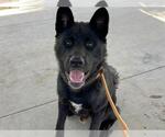 Small #1 Akita