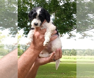 Goldendoodle Puppy for sale in ABBEVILLE, LA, USA