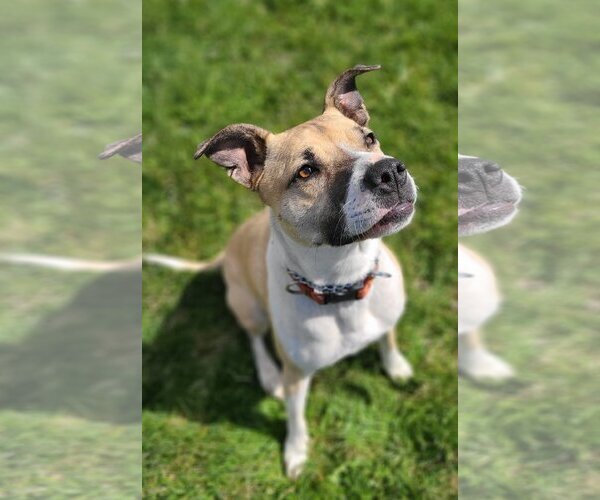 Medium Photo #1  Puppy For Sale in , 