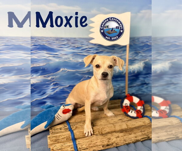 Medium Photo #2 Chiweenie Puppy For Sale in Arcadia, FL, USA