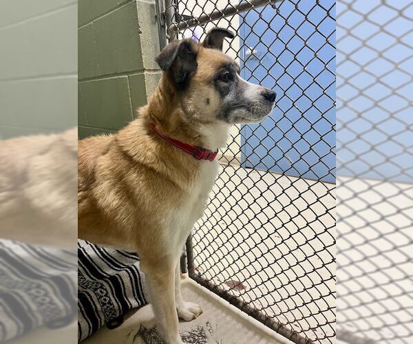 Medium Photo #3 Great Pyrenees-Unknown Mix Puppy For Sale in Webster, WI, USA