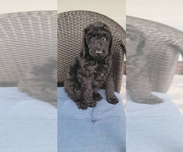 Medium Photo #2 Labradoodle Puppy For Sale in WINTER GARDEN, FL, USA