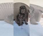 Small #1 Labradoodle