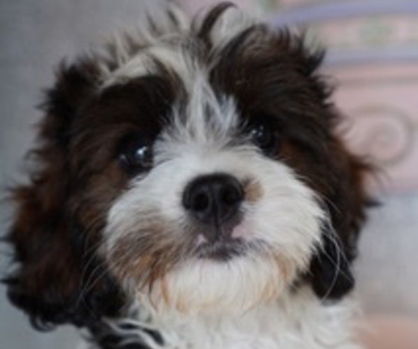 Medium Photo #3 Cavapoo Puppy For Sale in STUART, FL, USA