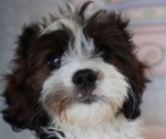 Small #2 Cavapoo