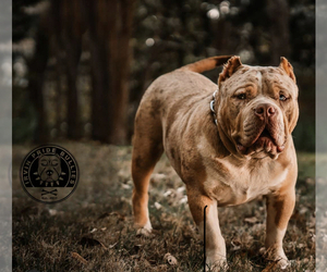 Father of the American Bully puppies born on 05/30/2021